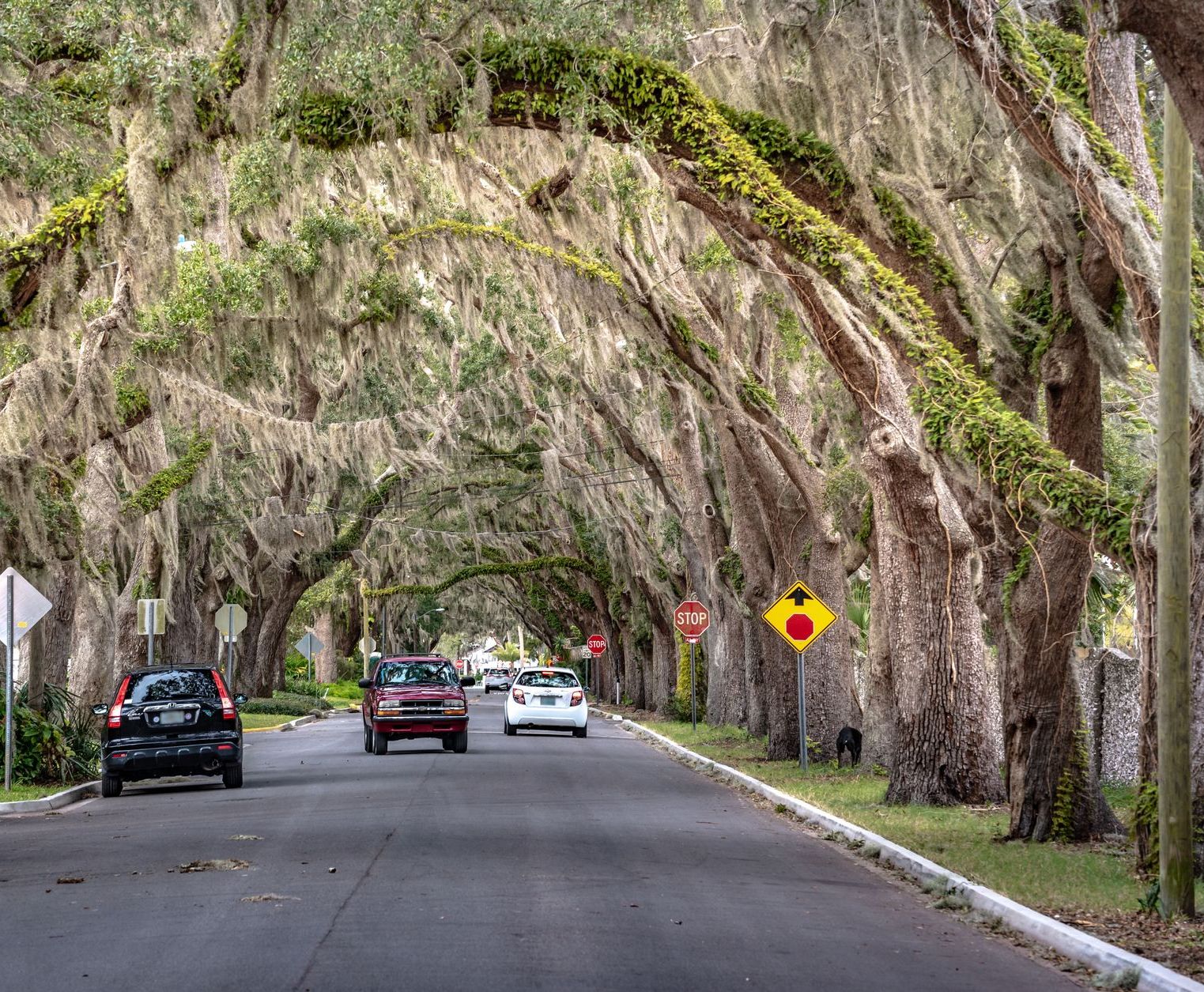 A residential street running under a canopy of live oaks draped with Spanish moss